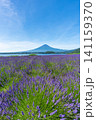 河口湖 ラベンダーと富士山 大石公園 日本 夏 河口湖 ラベンダーと富士山 大石公園 日本 夏 141159370