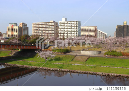 春の旧中川：もみじ大橋（東京都江戸川区／東大島） 141159526