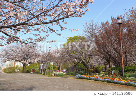春の大島小松川公園にて(東京都江戸川区/東大島) 春の大島小松川公園にて(東京都江戸川区/東大島) 141159590