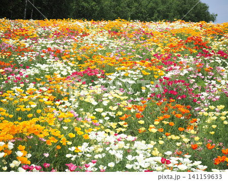 カラフルなハナビシソウの花畑 カラフルなハナビシソウの花畑 141159633