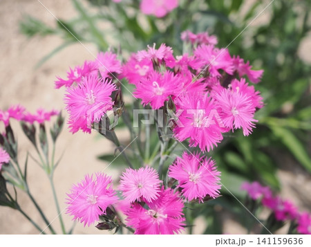 ピンク色のナデシコの花 ピンク色のナデシコの花 141159636