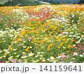 カラフルなハナビシソウの花畑 141159641