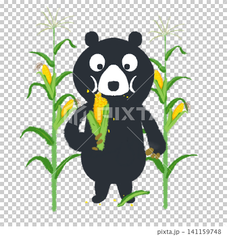 熊吃玉米的插圖 熊吃玉米的插圖 141159748