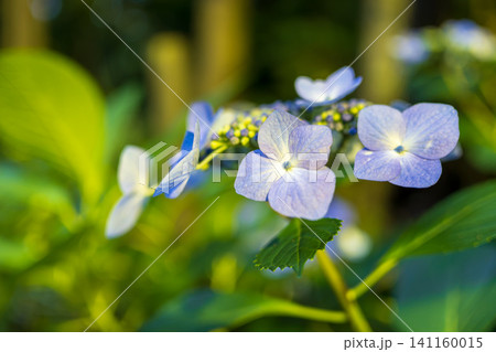 山形県出塩文殊堂の紫陽花ライトアップ 山形県出塩文殊堂の紫陽花ライトアップ 141160015