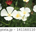 カラフルなハナビシソウの花畑 141160110