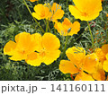 カラフルなハナビシソウの花畑 141160111