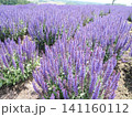 美しいブルーサルビアの花畑 141160112
