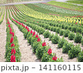 美しい花畑の風景 141160115