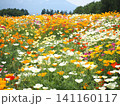 カラフルなハナビシソウの花畑 141160117