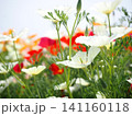 カラフルなハナビシソウの花畑 141160118
