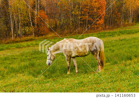 Gray horse grazing peacefully in an autumn field Gray horse grazing peacefully in an autumn field 141160653