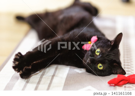 黒猫 141161108