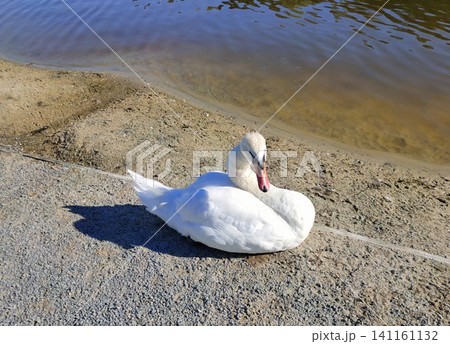 White swan at water at blue lake White swan at water at blue lake 141161132