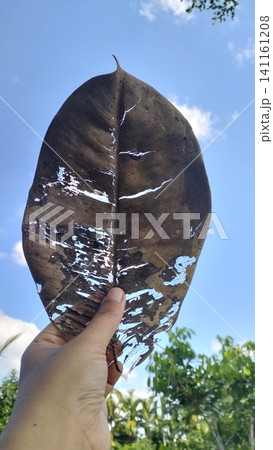 Hand Holding Beautiful Skeletal Dry Rubber Leaf Against Blue Sky Background 141161208