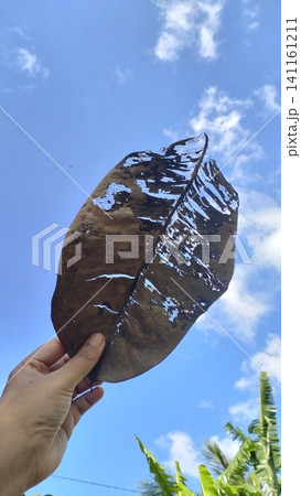 Hand Holding Beautiful Skeletal Dry Rubber Leaf Against Blue Sky Background Hand Holding Beautiful Skeletal Dry Rubber Leaf Against Blue Sky Background 141161211