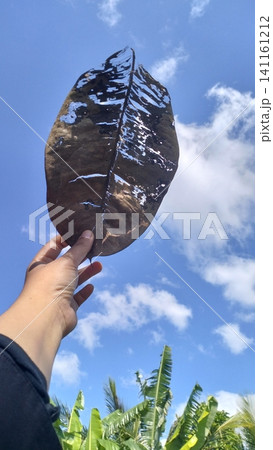 Hand Holding Beautiful Skeletal Dry Rubber Leaf Against Blue Sky Background Hand Holding Beautiful Skeletal Dry Rubber Leaf Against Blue Sky Background 141161212
