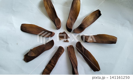 Pile of Dried Winged Mahogany Seeds on White Background Pile of Dried Winged Mahogany Seeds on White Background 141161250