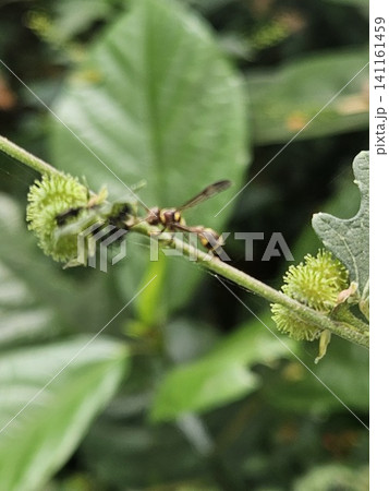 This is an ant on a green leaf with a micro lens This is an ant on a green leaf with a micro lens 141161459