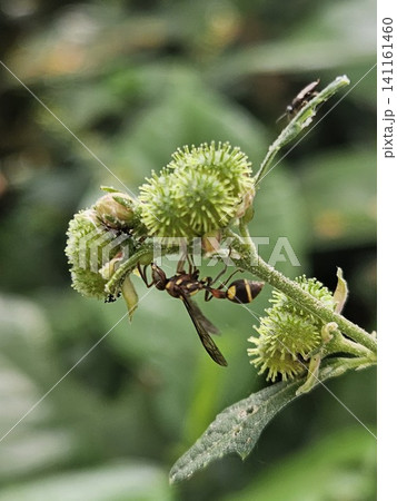 This is an ant on a green leaf with a micro lens This is an ant on a green leaf with a micro lens 141161460