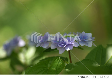 紫の紫陽花 紫の紫陽花 141161488