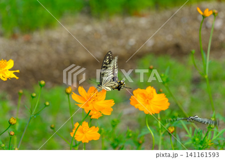 キバナコスモスのオレンジ色の花に止まり蜜を吸うアゲハチョウ キバナコスモスのオレンジ色の花に止まり蜜を吸うアゲハチョウ 141161593