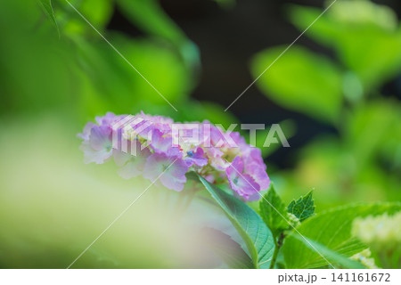 紫陽花 紫陽花 141161672