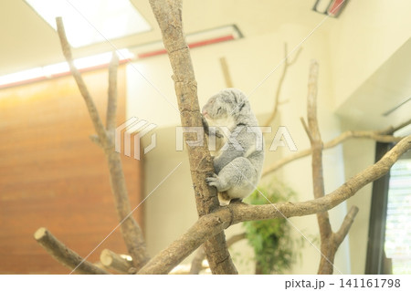 埼玉こども動物自然公園のコアラ 141161798