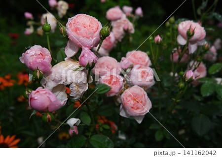雨に濡れるピンクの薔薇　水戸市七ツ洞公園に咲き誇るカップ咲きのイングリッシュローズ 141162042