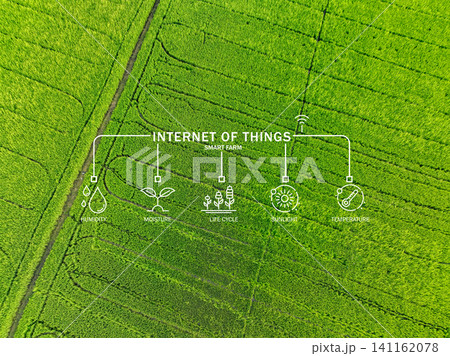 Green rice field enhanced by Internet of Things, where advanced sensors measure sunlight, temperature, humidity, and moisture to support precision agriculture and sustainable farming practices. 141162078