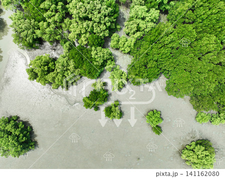 Carbon capture concept. Aerial top view of green mangrove forest. Natural carbon sinks. Mangroves capture CO2 from the atmosphere. Blue carbon ecosystems. Mangroves absorb carbon dioxide emissions. Carbon capture concept. Aerial top view of green mangrove forest. Natural carbon sinks. Mangroves capture CO2 from the atmosphere. Blue carbon ecosystems. Mangroves absorb carbon dioxide emissions. 141162080