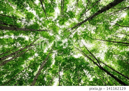 Bottom-up view green mangrove forest canopy. Natural carbon sink fight climate change. Sustainability in carbon-neutral ecosystems. Green and sustainable environment. Natural carbon capture solution. 141162129