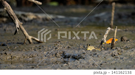 Mudskipper on mud in a serene mangrove swamp. Biodiverse ecosystem. Coastal ecosystem. Biodiverse mangrove habitat. Mudskipper on mud in a coastal wetland. Adaptation in a mangrove ecosystem. Mudskipper on mud in a serene mangrove swamp. Biodiverse ecosystem. Coastal ecosystem. Biodiverse mangrove habitat. Mudskipper on mud in a coastal wetland. Adaptation in a mangrove ecosystem. 141162138