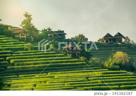 Landscape of green rice terraces amidst mountain agriculture. Travel destinations in Chiangmai, Thailand. Terraced rice fields. Traditional farming. Asian food. Thailand tourism. Nature landscape. Landscape of green rice terraces amidst mountain agriculture. Travel destinations in Chiangmai, Thailand. Terraced rice fields. Traditional farming. Asian food. Thailand tourism. Nature landscape. 141162187