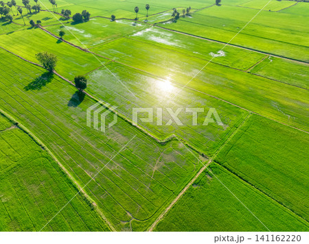 Aerial view of green rice field. Above view of agricultural field. Rice plants. Natural pattern of green rice farm. Nature landscape. Sustainable agriculture. Carbon neutrality. Green environment. Aerial view of green rice field. Above view of agricultural field. Rice plants. Natural pattern of green rice farm. Nature landscape. Sustainable agriculture. Carbon neutrality. Green environment. 141162220
