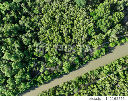 Green mangrove forest with canal of sea water. Mangrove ecosystem. Natural carbon sinks. Mangroves capture CO2 from the atmosphere. Blue carbon ecosystems. Mangroves absorb carbon dioxide emissions. 141162253