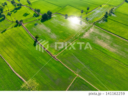 Aerial view of green rice field with trees in Thailand. Above view of agricultural field. Rice plants. Natural pattern of green rice farm. Beauty in nature. Sustainable agriculture. Carbon neutrality. Aerial view of green rice field with trees in Thailand. Above view of agricultural field. Rice plants. Natural pattern of green rice farm. Beauty in nature. Sustainable agriculture. Carbon neutrality. 141162259