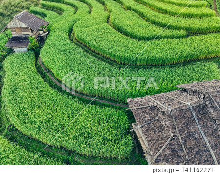 Landscape of green rice terraces amidst mountain agriculture. Travel destinations in Chiangmai, Thailand. Terraced rice fields. Traditional farming. Asian food. Thailand tourism. Nature landscape. Landscape of green rice terraces amidst mountain agriculture. Travel destinations in Chiangmai, Thailand. Terraced rice fields. Traditional farming. Asian food. Thailand tourism. Nature landscape. 141162271