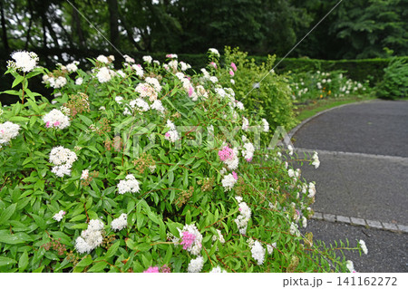 遊歩道を彩る下野の花 水戸市七ツ洞公園に咲くしっとりとしたシモツケの生垣 遊歩道を彩る下野の花 水戸市七ツ洞公園に咲くしっとりとしたシモツケの生垣 141162272