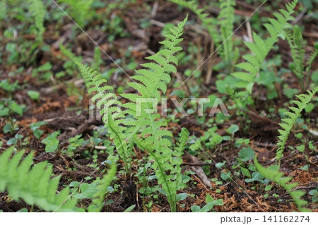 地面から生えるシダ植物のクサソテツ 地面から生えるシダ植物のクサソテツ 141162274
