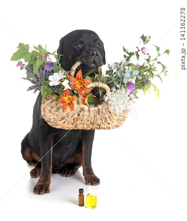 rottweiler and essential oils rottweiler and essential oils 141162278
