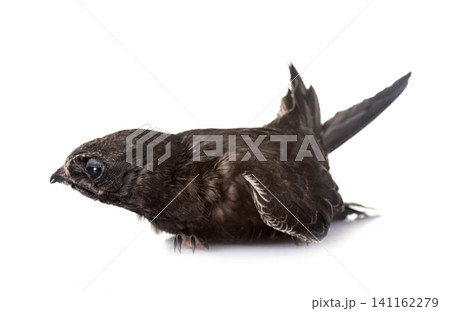 young Common swift young Common swift 141162279