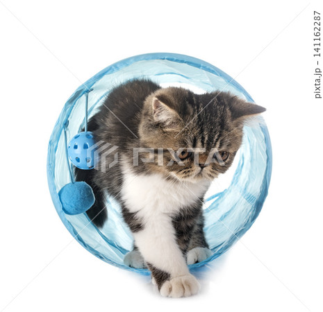 exotic shorthair kitten 141162287