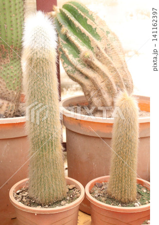 Espostoa guentheri, Vatricania guentheri, Red Foxtail Cactus on pot Espostoa guentheri, Vatricania guentheri, Red Foxtail Cactus on pot 141162397