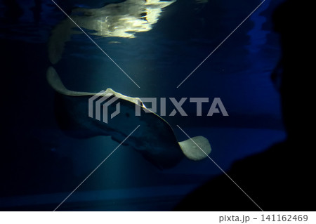 Stingray Swimming in Deep Dark Blue Water, Underwater Silhouette Stingray Swimming in Deep Dark Blue Water, Underwater Silhouette 141162469