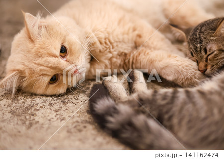 Two Cats Lying Together Orange Cat and Tabby Cat Bonding 141162474