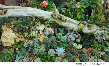 Succulent plants grow around a log in a garden setting 141162547