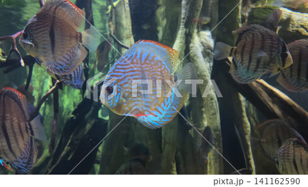 Colorful fish swim in a tank with trees and plants Colorful fish swim in a tank with trees and plants 141162590