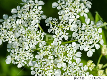 Blossoms of a cow parsley Blossoms of a cow parsley 141162607