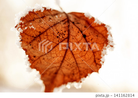 Autumn leaf on the tree. Beautiful background. Autumn leaf on the tree. Beautiful background. 141162814