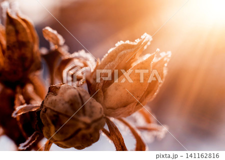 Thistle in snow. Beautiful background. Thistle in snow. Beautiful background. 141162816